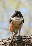 Cooper's Hawk